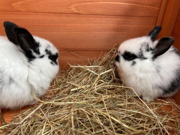 Image 3 of 2 girl mixed breed bunnies