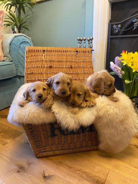 Preview of the first image of Gorgeous mini labradoodle puppies.