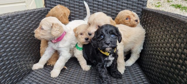 Image 9 of Beautiful Cockapoo puppies