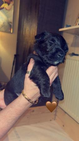 Image 1 of 5 beautiful kc registered Scottish terrier puppies