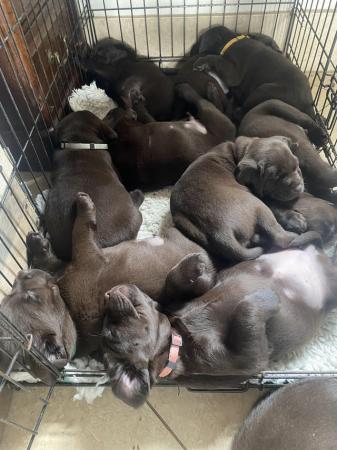 Image 2 of KC Chocolate Labrador puppies for sale Kennel Club Registere