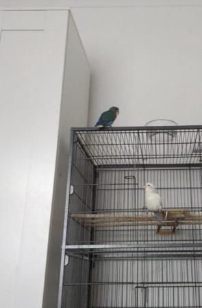 Image 2 of Breeding pair of lovebirds sold together.