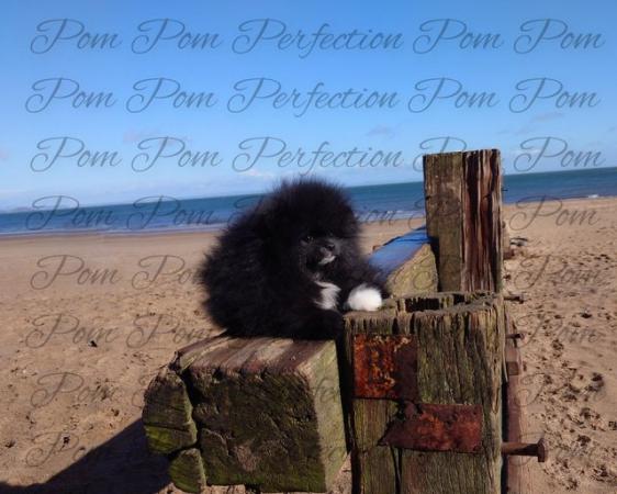 Image 5 of Parti Teddy Bear Pomeranian Puppy