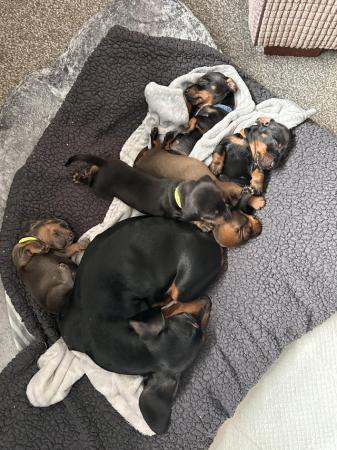 Image 2 of 5 week old boy miniature dachshund puppies.