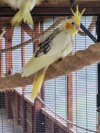 Image 1 of Young Cockatiels for Sale