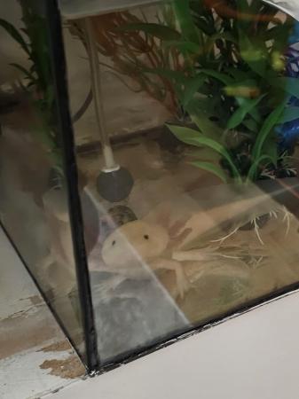 Image 1 of Baby axolotls Pink (leucistic) & albino types available