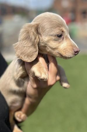 Image 16 of Female Isabella Long haired miniature dachshunds