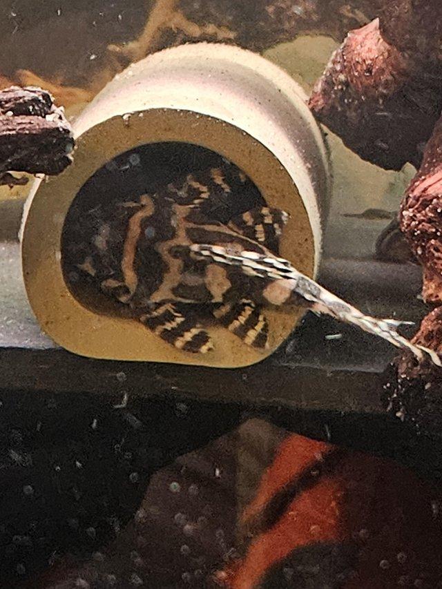 Preview of the first image of L236 plecos looking for new homes.