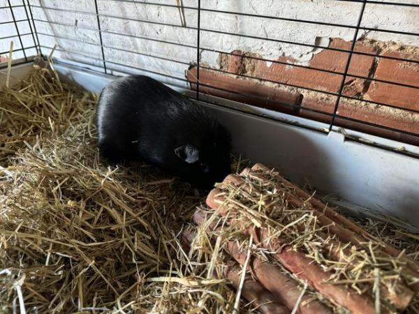 Image 6 of Female Guinea pig looking for forever home