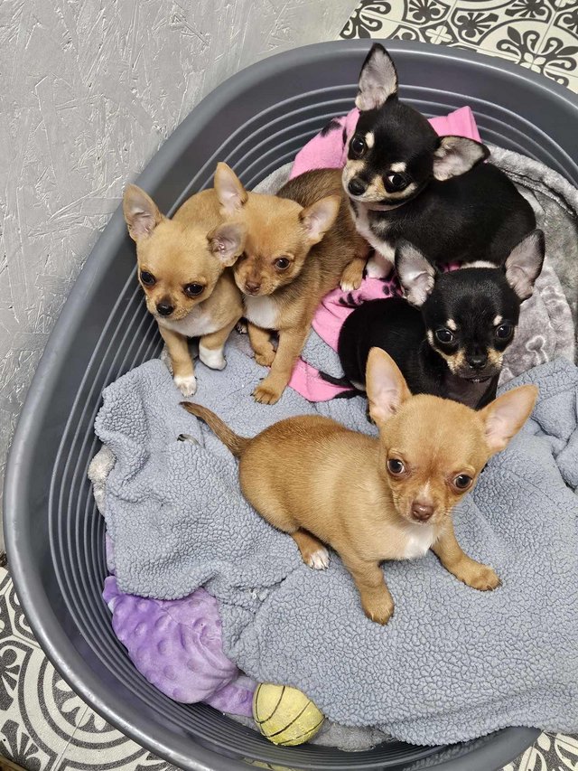 Preview of the first image of ready to go chihuahua puppies.
