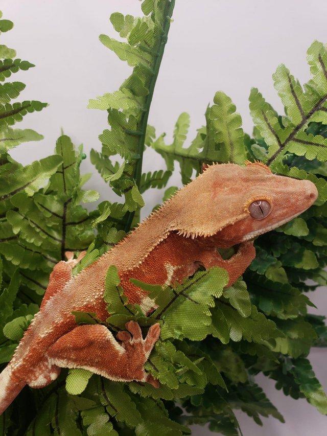 Preview of the first image of Stunning Proven Crested Gecko Red Phantom Lilly White Male.