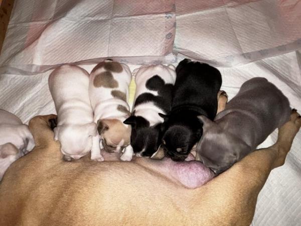 Image 8 of 6 French bulldog puppies ready may 13th kc reg
