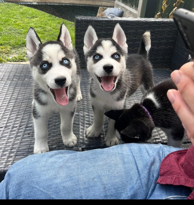 Preview of the first image of Beautiful Siberian husky puppies for sale.