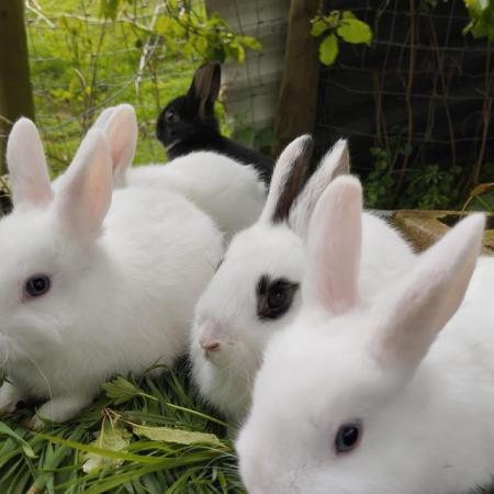 Image 3 of 5 gorgeous baby bunnies for sale