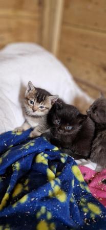 Image 2 of Gorgeous kittens looking for a loving home