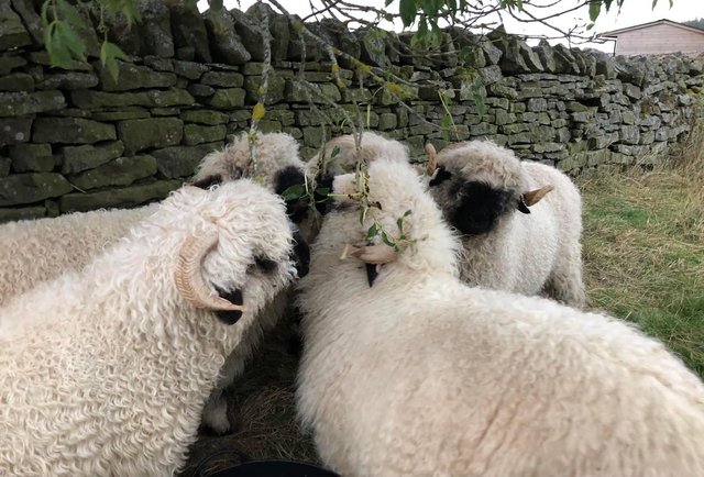 Image 2 of Valais Blacknose Wethers