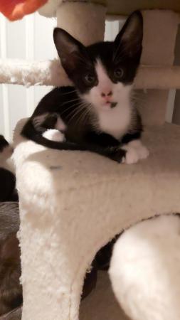 Stunning Oriental Kittens BLACK AND WHITE 3 BOYS for sale in Biggleswade, Bedfordshire - Image 24