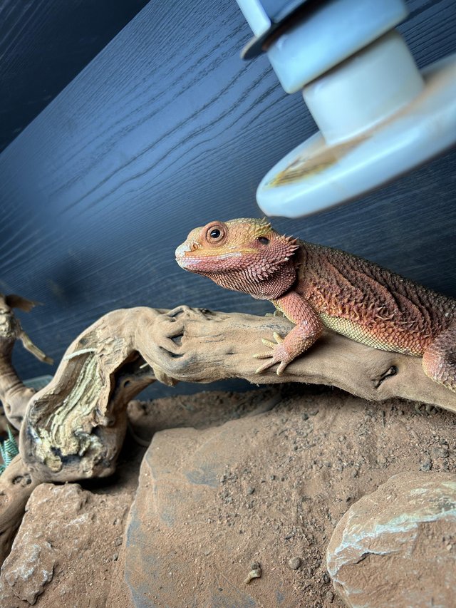 Preview of the first image of High red bearded dragon.