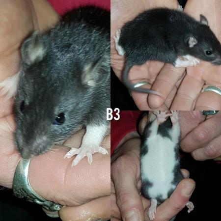 Image 2 of Male rats ready now!!!!!!!