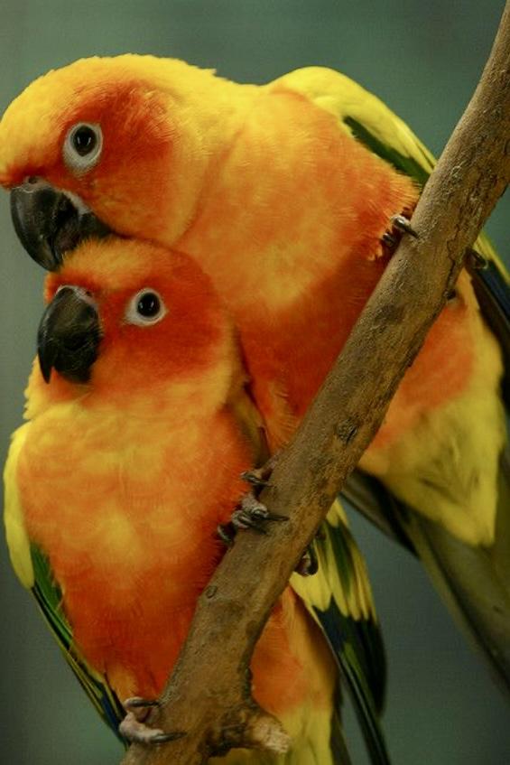 Preview of the first image of Breeding pair of sun conures for sale.