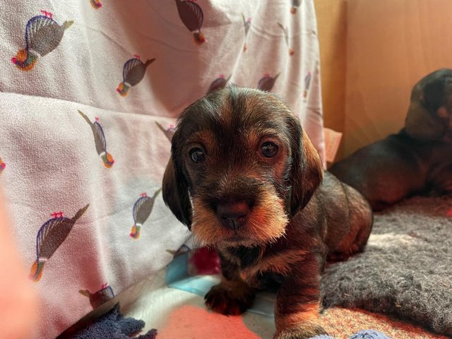 Preview of the first image of KC Reg Teckel Puppies - Wirehaired Dachshund.