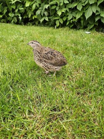 Image 2 of Quail male and femail available