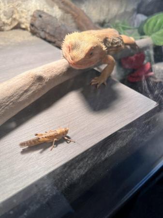 Image 1 of Male bearded dragon for sale!!!