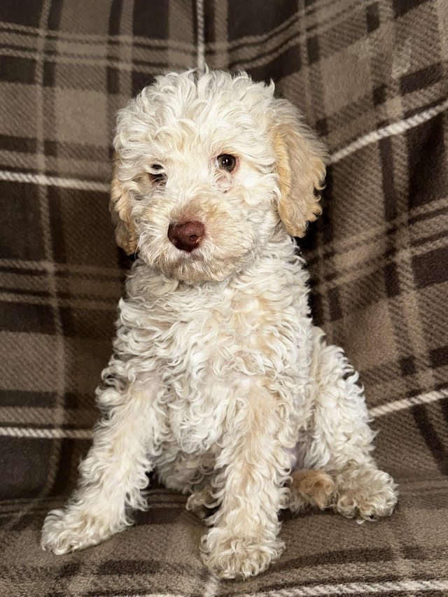 Preview of the first image of F1B miniature labradoodle.