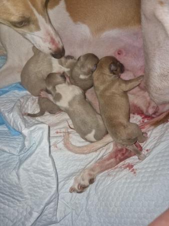 Image 2 of REDUCED!!! 9 week old blue fawn whippet boys