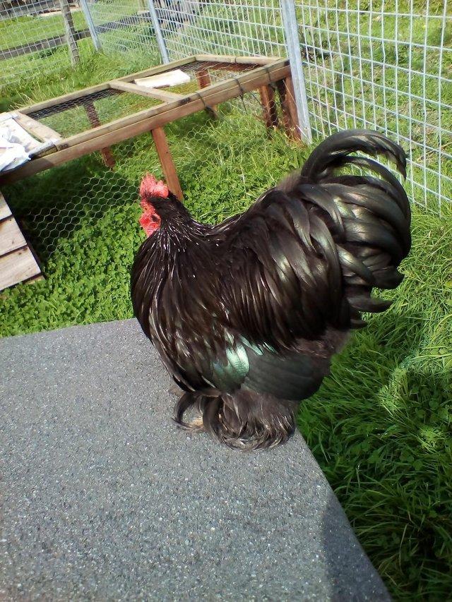 Preview of the first image of SOLD Pekin Cockerel From Prizewinning Parents.