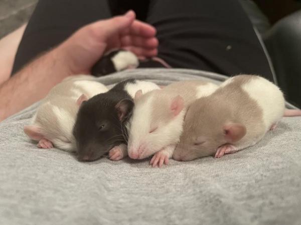 Image 3 of Young rats at various ages males and females