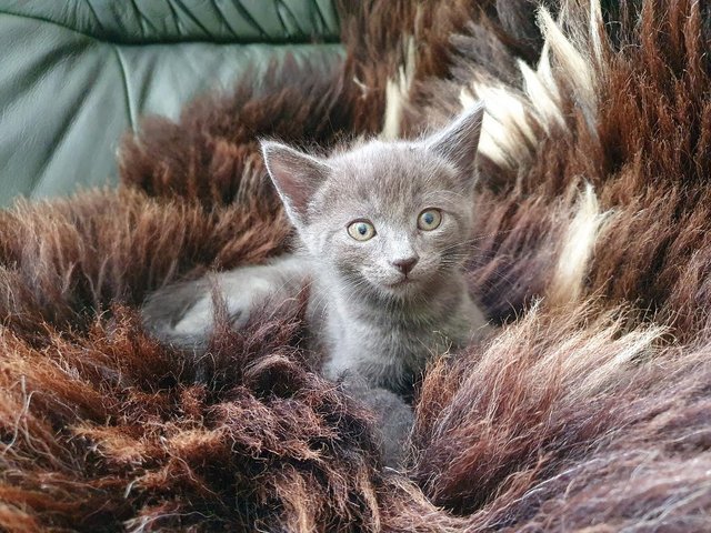 Preview of the first image of RUSSIAN BLUE KITTENS FOR SALE ready to leave now.