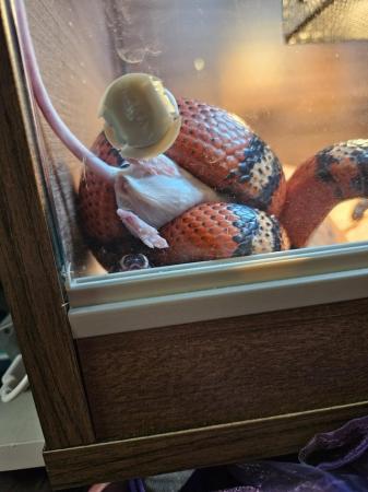 Image 8 of Four year old milk snake for sale with viv and contents