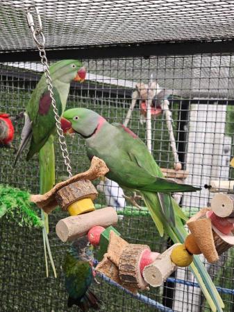 Image 3 of Young Stunning Alexanderine parrots available