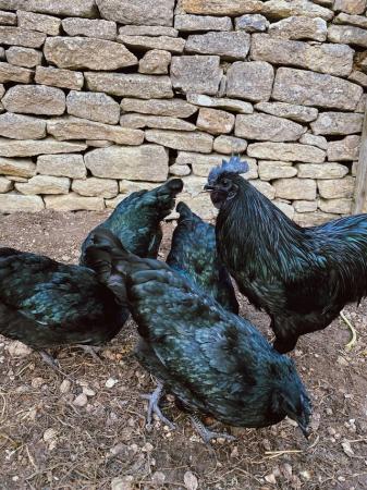 Image 2 of Pure breed Ayam Cemani roosters