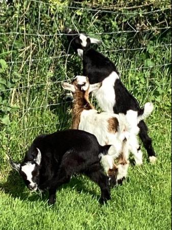 Image 3 of Entire male baby Pygmy goats
