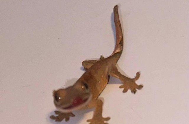 Image 4 of I have 6 amazing baby crested geckos 3 left