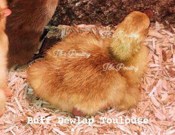 Image 2 of Pure Breed Goslings -Buff African & Buff Dewlap Toulouse