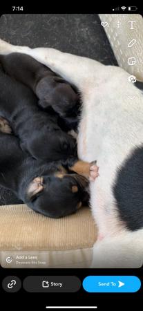 Image 1 of 3 jack russell x puppies for sale