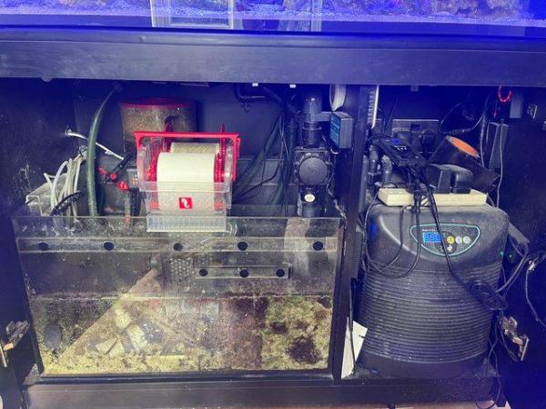 Image 5 of Red Sea Reefer 425XL complete setup and livestock
