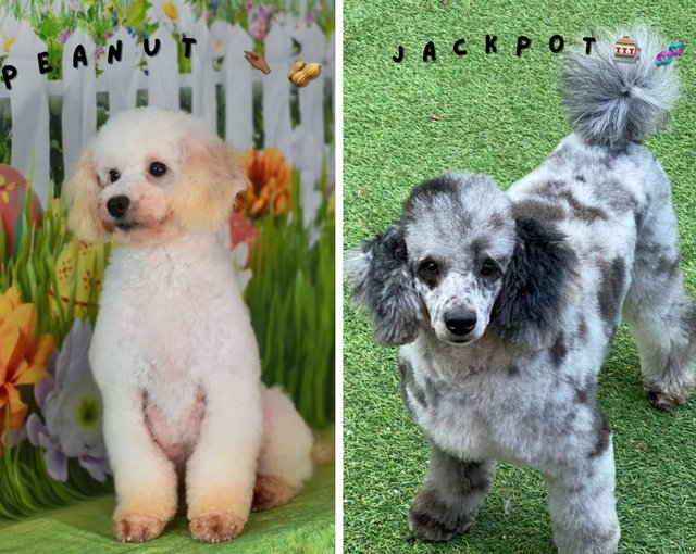 Preview of the first image of TOY POODLE PUPPIES FOR SALE.