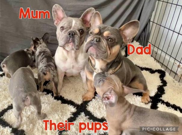 Image 6 of FRENCH BULLDOG PUPPIES LOOKING FOR THEIR FOREVER