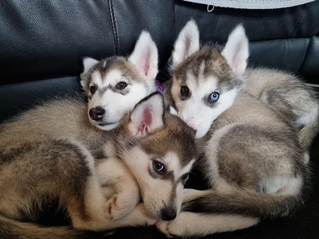 Preview of the first image of Beautiful Husky Puppies.
