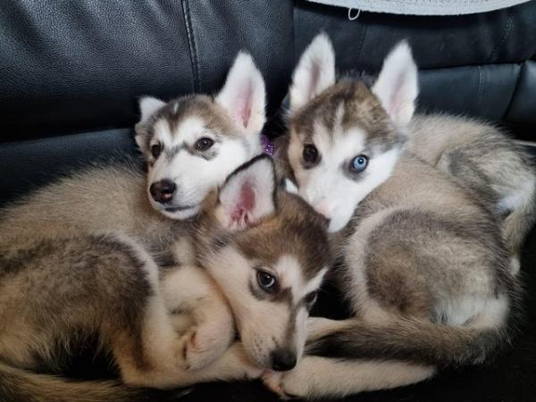 Image 1 of Beautiful Husky Puppies