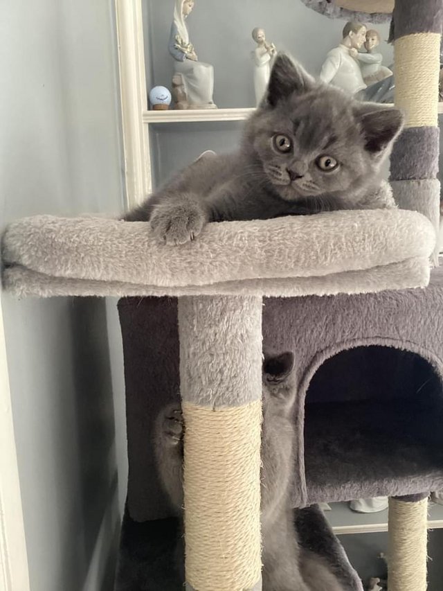 Preview of the first image of GCCF Pedigree British Blue Shorthair Kittens.