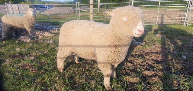 Image 3 of 7 month old poll dorset ram lambs for sale