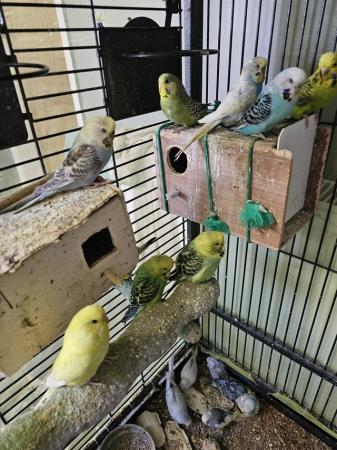 Image 23 of budgies for sale, breeding couples, babies