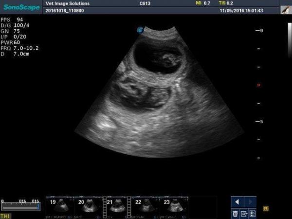 Image 1 of Dog Pregnancy Scanning in Greenlaw