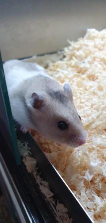 Image 4 of Syrian & Dwarf Hamsters available for sale