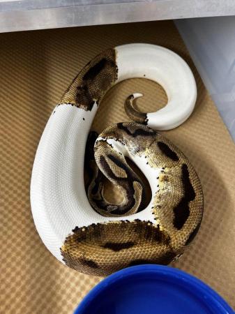 Image 2 of Female Pastel Pied Royal Python
